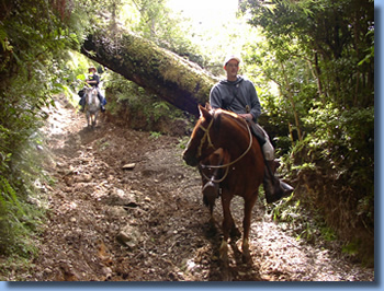 Reiter zu Pferd auf 2 Tages Reittour Pucon, Chile